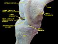 Knee joint.Deep dissection. Anteromedial view.
