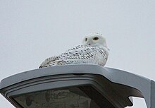 Snowy owls often favor airports, such as this one at Gerald R. Ford International Airport, in winter but the risk of birdstrike is high in such areas. Snowy Owl, Gerald R. Ford Int'l Airport, Grand Rapids, MI, 5 December 2013 (11230541096).jpg