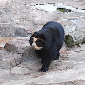 Очковый медведь в зоопарке Осаки