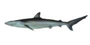 Miniatura para Carcharhinus brevipinna