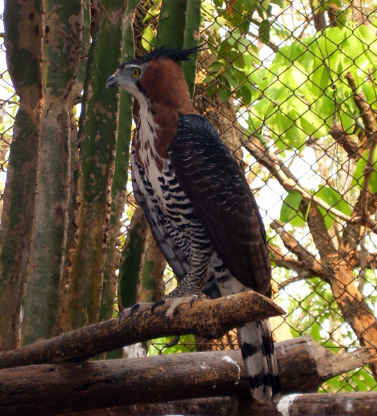 Ficheiro:Spizaetus ornatus crop.png