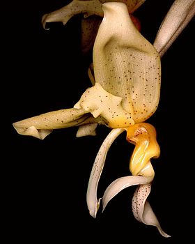 Flor da espécie Stanhopea graveolens