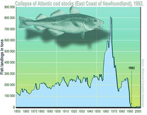Atlantic cod stocks were severely overfished in the 1970s and 1980s, leading to their abrupt collapse in 1992. Surexploitation morue surpecheEn.jpg