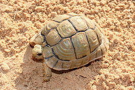 Egyptische landschildpad