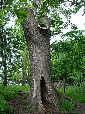 English: The Poem Tree, Wittenham Clumps, Oxfo...