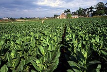 Tobacco plantation, Pinar del Rio, Cuba Tobacco field cuba1.jpg