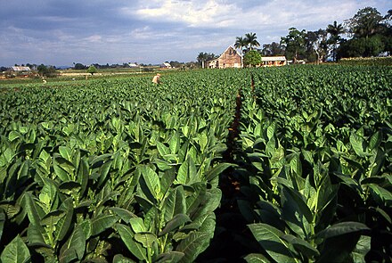 Diet Pills With Ephedra Group Alkaloids In Tobacco