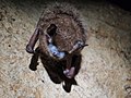 صورة مصغرة لـ خفاش ثلاثي اللون