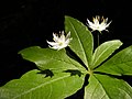 51 Trientalis borealis, Québec (Matthieu Gauvain)