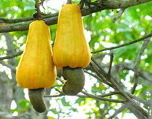 Two bright-yellow cashew fruits on tree, with green nuts on bottom