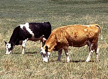 Dryland grazing on the Great Plains in Colorado Two cows grazing.jpg