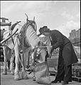 Una mujer añadiendo comida a la cebadera (Inglaterra, 1943)
