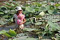 Al Vietnam algunes plantes aquàtiques, com el lotus són utilitzades com a aliment