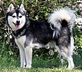 8 / Alaskan Klee Kai