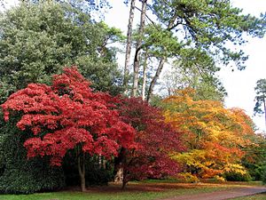 English: Westonbirt Arboretum. A glorious walk...