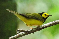 Hooded warbler