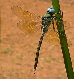Description de l'image Wyn dragonfly.jpg.