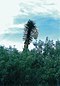 Yucca filifera dans son milieu naturel au Mexique