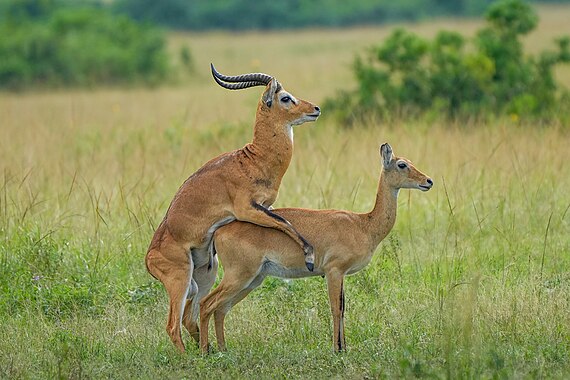 Acasalamento de cobos-de-uganda (Kobus kob thomasi) no Parque Nacional Rainha Elizabeth em Uganda. As fêmeas têm sua primeira ovulação aos 13–14 meses e têm intervalos de 20 a 26 dias entre os ciclos estrais até serem fecundadas. O cortejo do cobe pode durar até dois minutos, e a cópula pode durar apenas alguns segundos. Uma fêmea pode acasalar até 20 vezes com pelo menos um dos machos centrais em um dia. Depois de um período de gestação de oito meses e do parto, o cio pode começar de 21 a 64 dias depois. (definição 4 079 × 2 719)