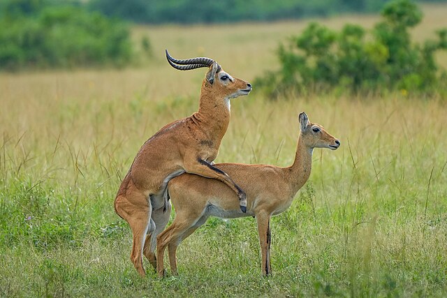 Спаривание угандских[англ.] кобов в Национальном парке королевы Елизаветы.