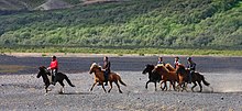 Equestrian tour on traditional local breed, Icelandic horses in Skaftafell mountains of Iceland 10 Iceland tourism - Icelandic horses ride in Iceland, horseback riding tourists.jpg