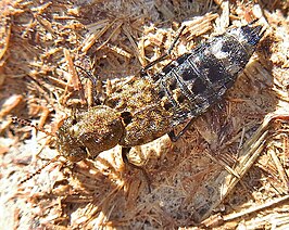 Ontholestes murinus