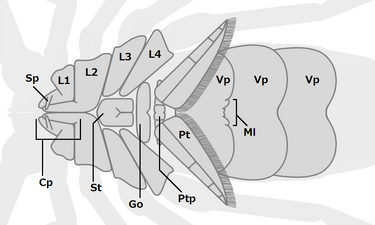 Pulmonoscorpius (juvenile, prosoma and mesosoma, ventral) プルモノスコーピウス（プルモノスコルピウス）（幼生、前体と中体、腹面）