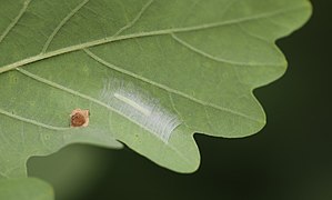Raupe in einem Gespinst auf der Unterseite eines Eichenblatts