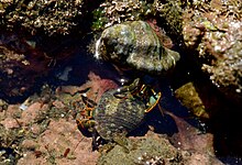 Hermit crabs in a tide pool 27723- crab fight in a tide pool.jpg