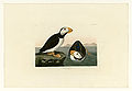 293. Large billed Puffin