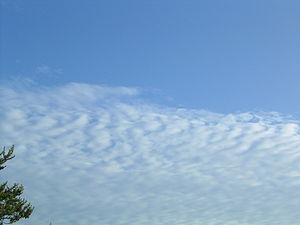 Altocumulus undulatus