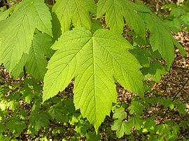 Geweune esdôorn (Acer pseudoplatanus)