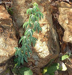 Adenia glauca ในธรรมชาติ