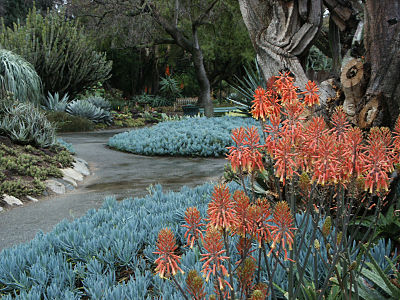 Huntington Desert Garden