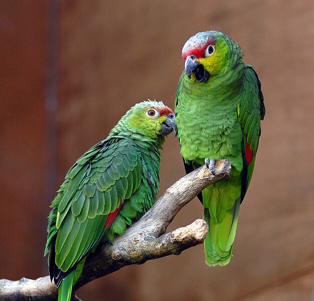 625px-Amazona_autumnalis_lilacina_-Chester_Zoo_-a_pair-8a.jpg