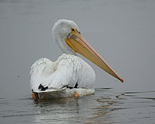 American white pelican