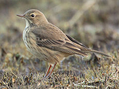 Buff-bellied pipit (Anthus rubescens)