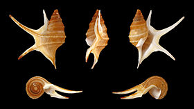 Cinco vistas da concha de Aporrhais pesgallinae Barnard, 1963,[1] espécie de Aporrhais da Costa, 1778 encontrada no oeste da África, em Angola.[4] Espécime da baía de Quicombo.