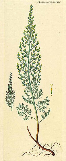 230px-Artemisia_dracunculus.jpg