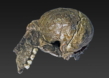 Australopithecus africanus (Sts 60)