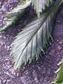 Leaf from Rottingdean tree