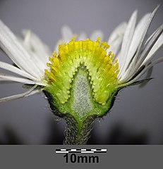 Flower head maturing to a cone