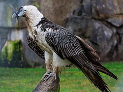 Berlin Tierpark Friedrichsfelde 12-2015 img15 Bearded vulture.jpg