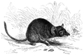 Antechinus flavipes ab Brehm's tierleben