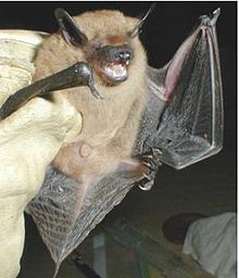 Brown Bat Images