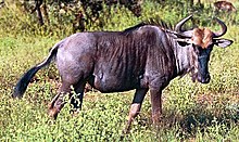 Strimmig gnu