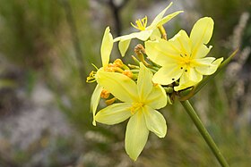 Bobartia indica