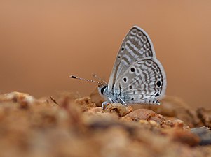 Ventral view