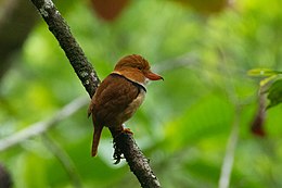 Лінивка рудоголова (Bucco capensis)