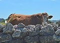 A bull hidden behind a drystone wall at the park.